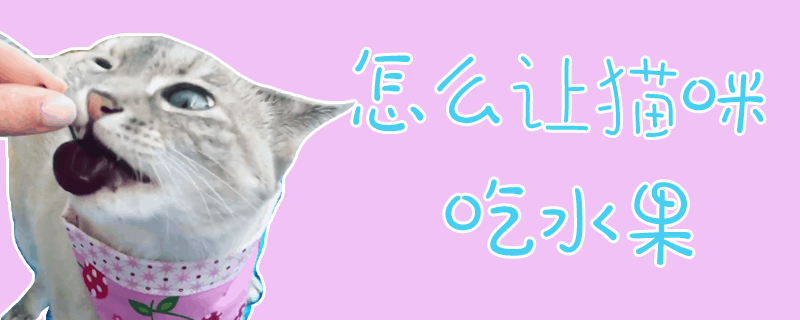 怎么讓貓咪吃水果