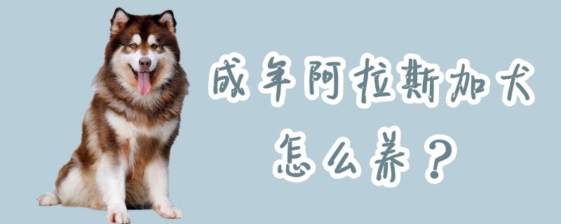 成年阿拉斯加犬怎么養