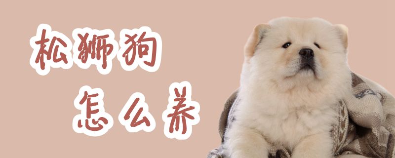 松獅狗怎么養