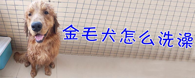 金毛犬怎么洗澡1