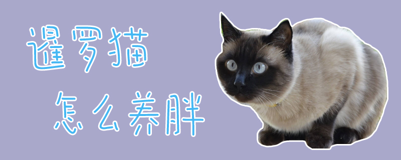 暹羅貓?jiān)趺答B(yǎng)胖