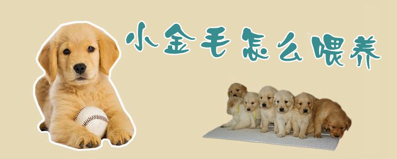 小金毛怎么喂養(yǎng)1