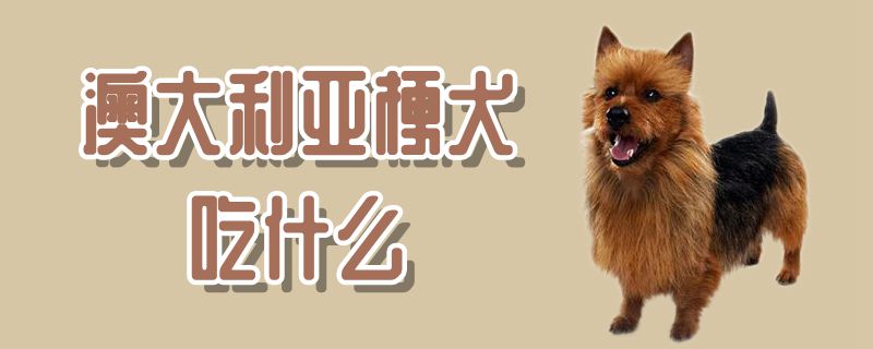 澳大利亞梗犬吃什么