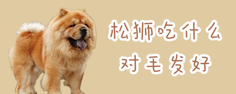松獅吃什么對(duì)毛發(fā)好