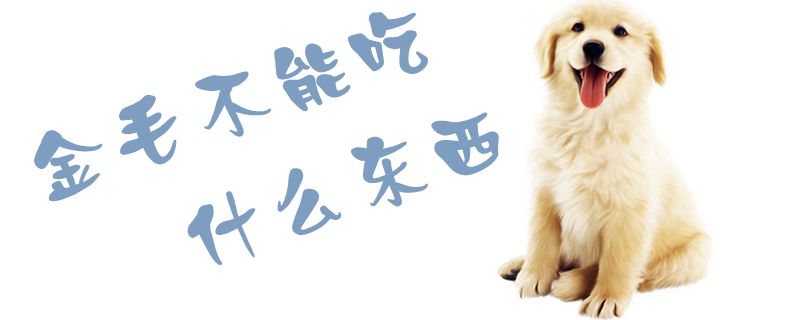 金毛不能吃什么東西1
