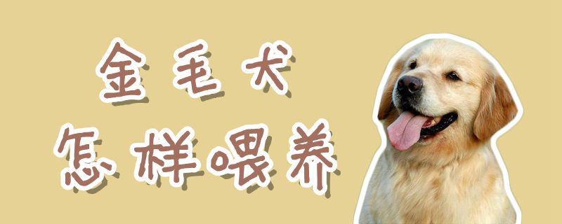 金毛犬怎樣喂養