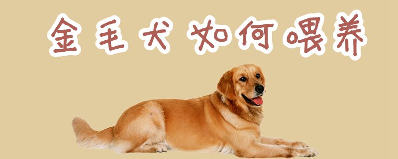 金毛犬如何喂養
