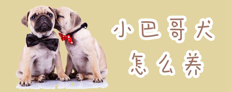小巴哥犬怎么養