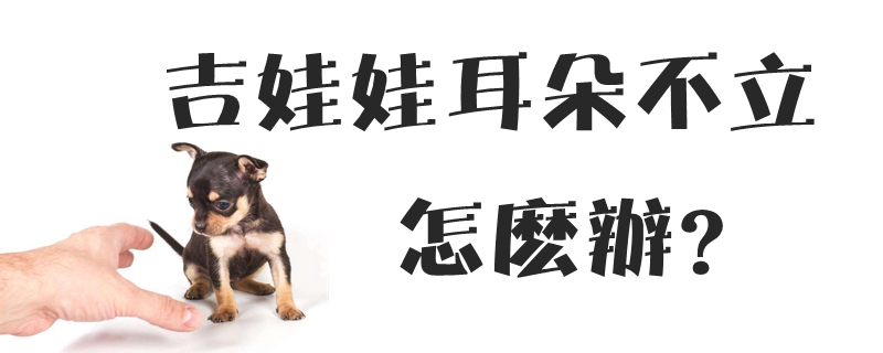 吉娃娃耳朵不立怎么辦