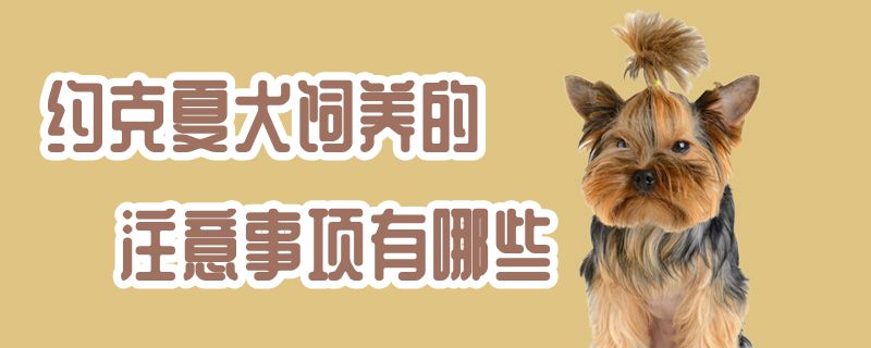 約克夏犬飼養的注意事項有哪些