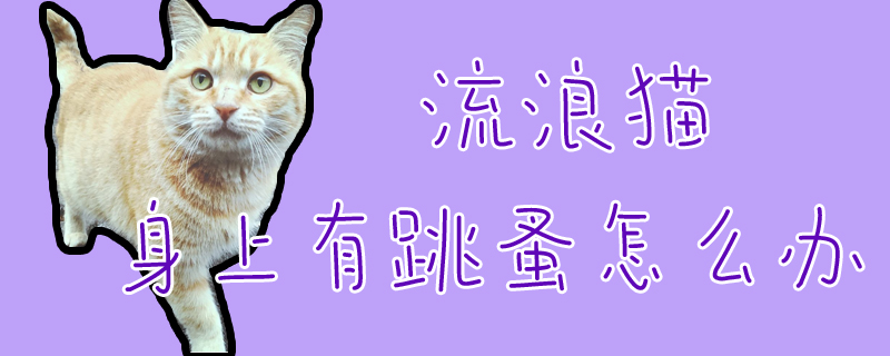 流浪貓身上有跳蚤怎么辦