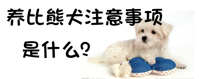 養比熊犬的注意事項是什么