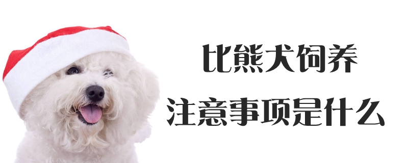 比熊犬飼養注意事項是什么