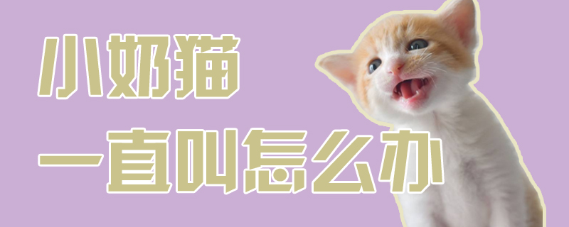 小奶貓一直叫怎么辦