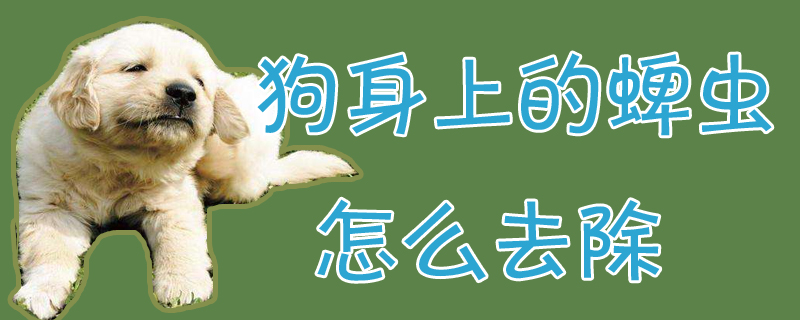 狗身上的蜱蟲怎么去除