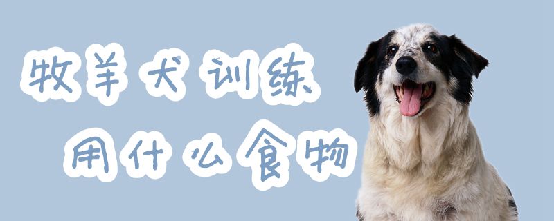 牧羊犬訓練用什么食物