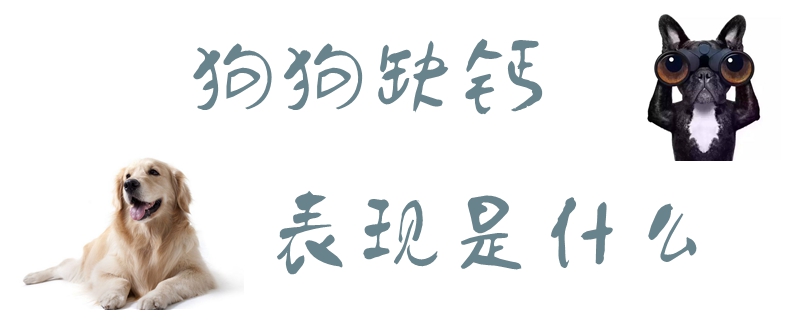 狗狗缺鈣的表現是什么