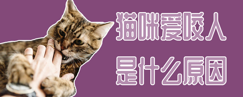 貓咪愛咬人是什么原因