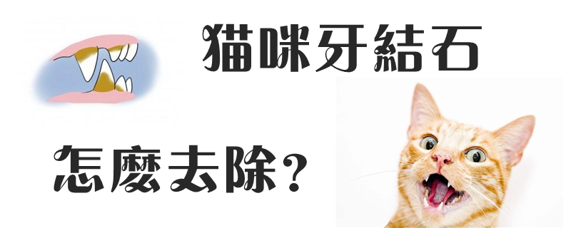 貓咪牙結石怎么去除