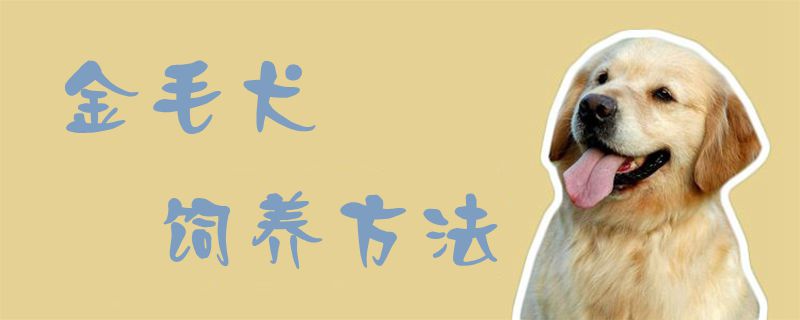 金毛犬飼養方法1