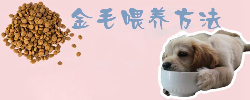 金毛喂養方法1