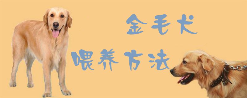 金毛犬喂養方法1