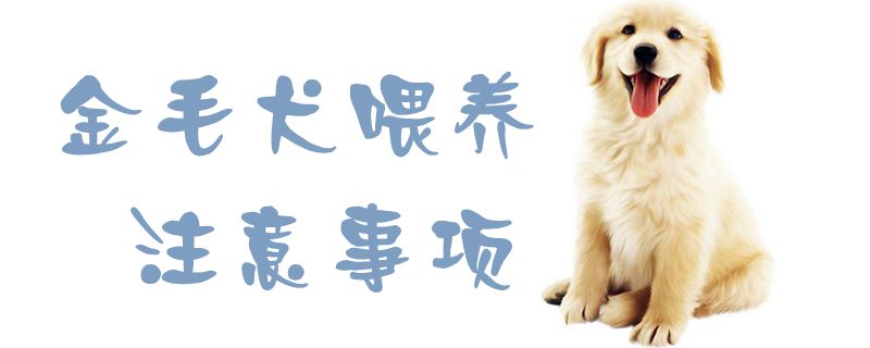 金毛犬喂養(yǎng)注意事項1