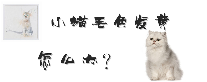 小貓毛色發黃怎么辦