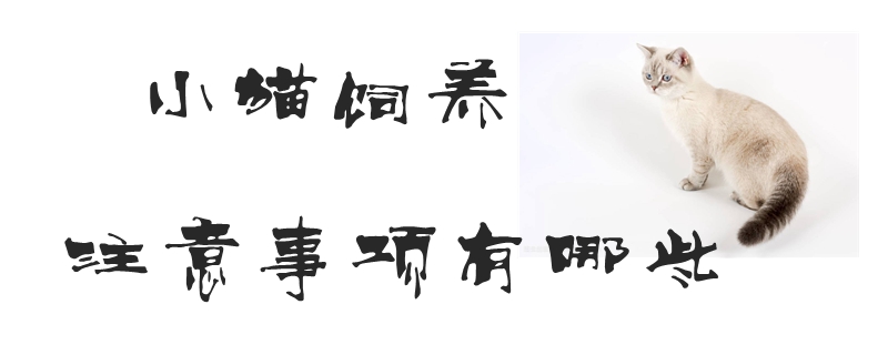 小貓飼養注意事項有哪些