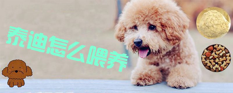 泰迪怎么喂養(yǎng)1