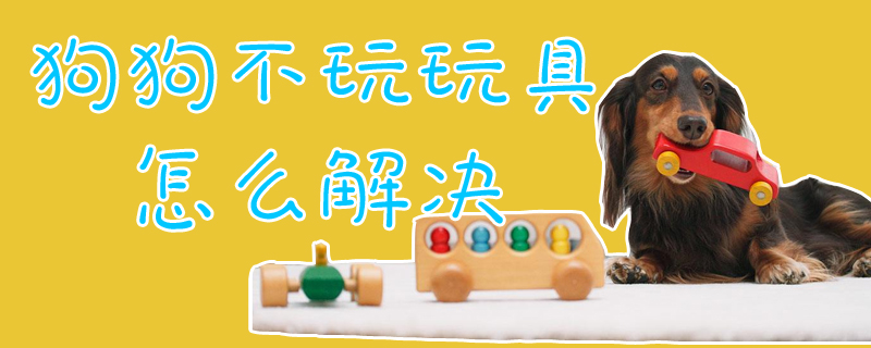 狗狗不玩玩具怎么解決