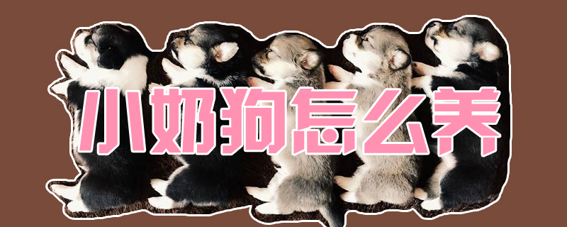 小奶狗怎么養(yǎng)