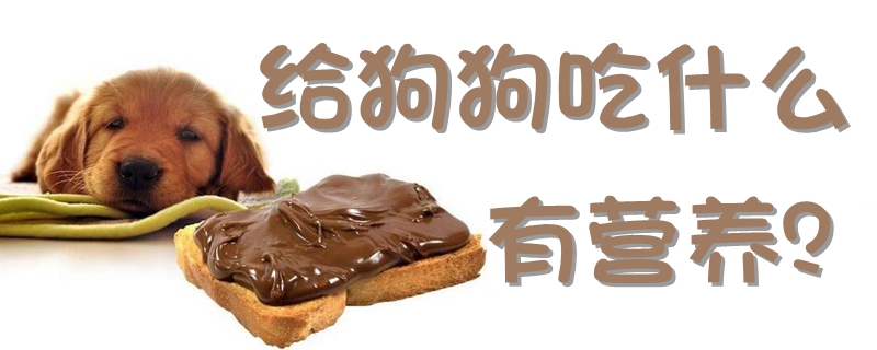 給狗狗吃什么有營養(yǎng)