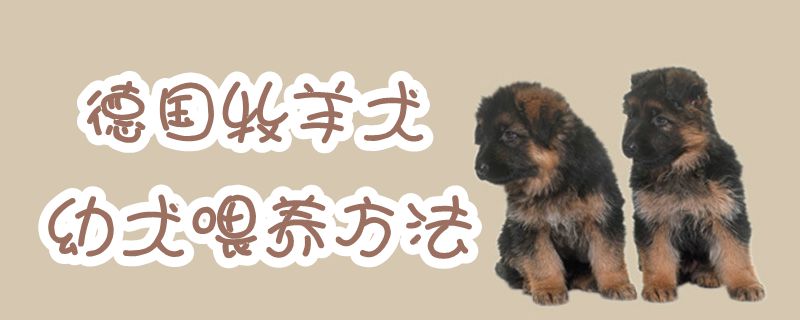 德國牧羊犬幼犬喂養方法