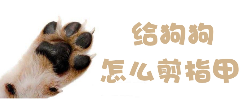 給狗狗怎么剪指甲