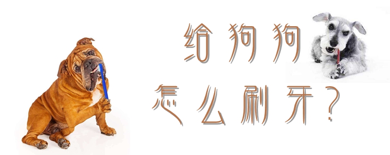 給狗狗怎么刷牙