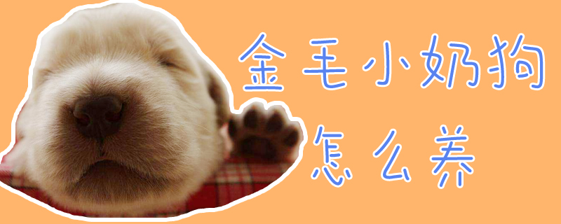 金毛小奶狗怎么養