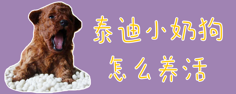 泰迪小奶狗怎么養活