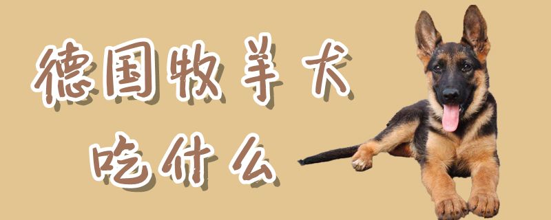 德國(guó)牧羊犬吃什么