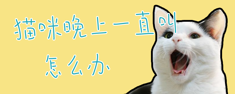 貓咪晚上一直叫怎么辦