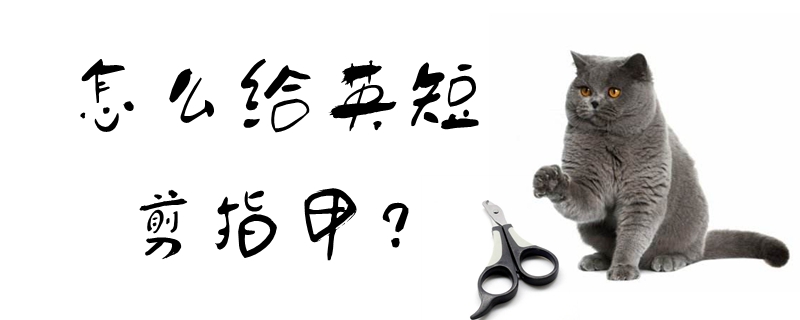 怎么給英短剪指甲