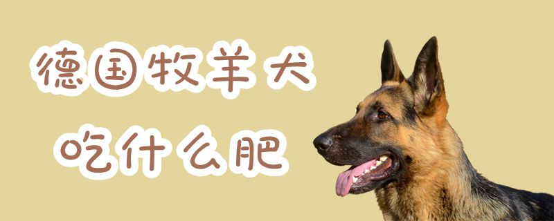 德國牧羊犬吃什么肥