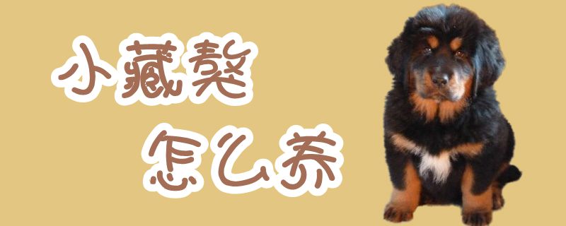 小藏獒怎么養