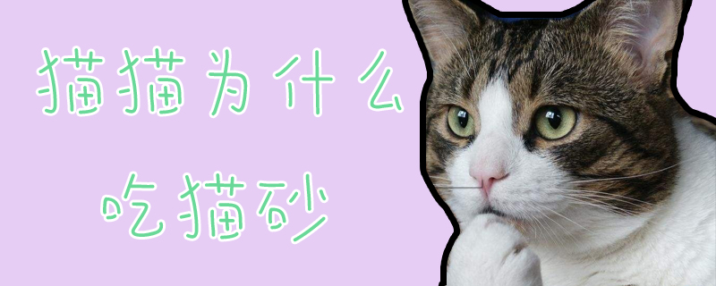 貓貓為什么吃貓砂
