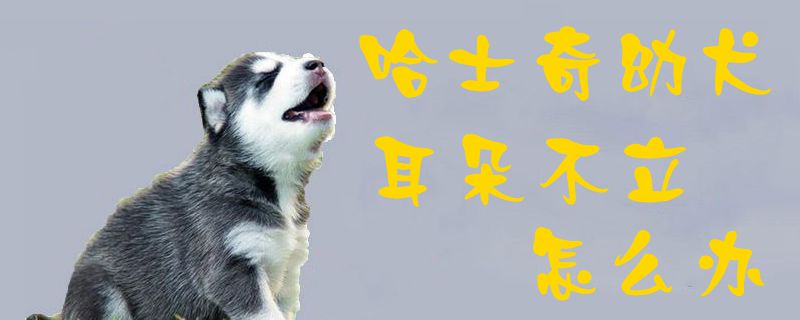 哈士奇幼犬耳朵不立怎么辦1