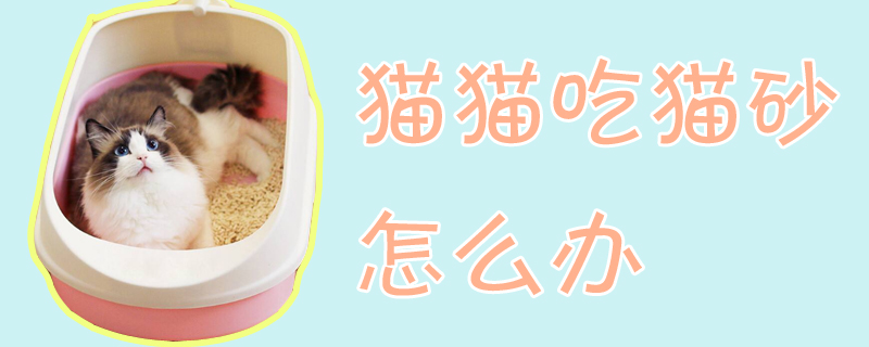 貓貓吃貓砂怎么辦