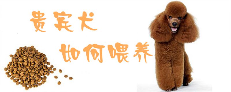 貴賓犬如何喂養(yǎng)1