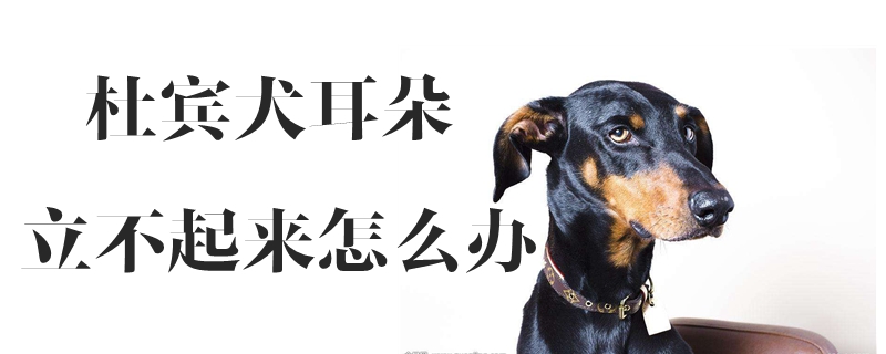 杜賓犬耳朵立不起來怎么辦
