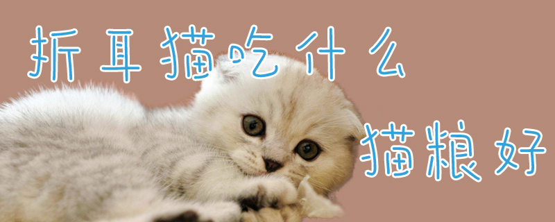 折耳貓吃什么貓糧好