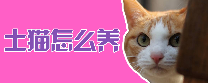 土貓怎么養